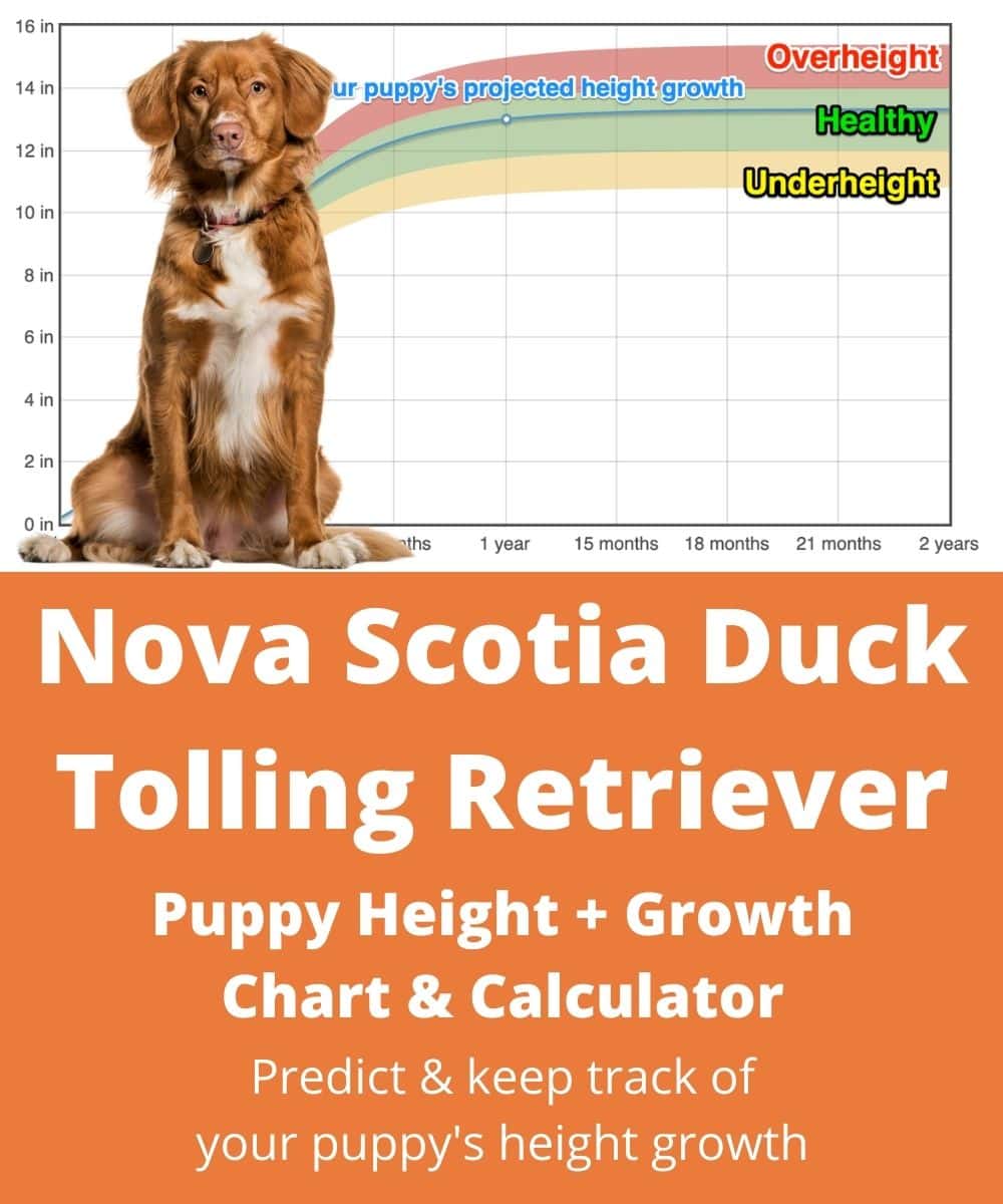 nova-scotia-duck-tolling-retriever Puppy height Growth Chart